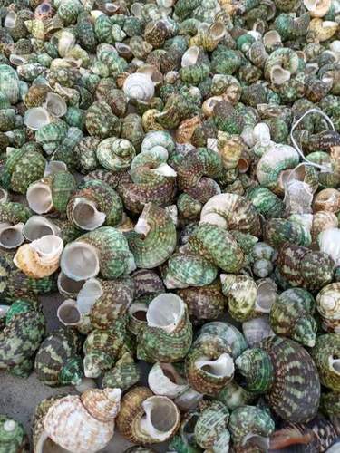 Buddha Shell Raw