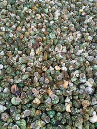 Buddha Shell Raw