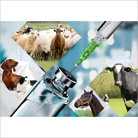 Veterinary Injections Third Party Manufacturing By M/S VARDHAUN PHARMA