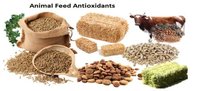 Cattle Feed Supplements Manufacturer