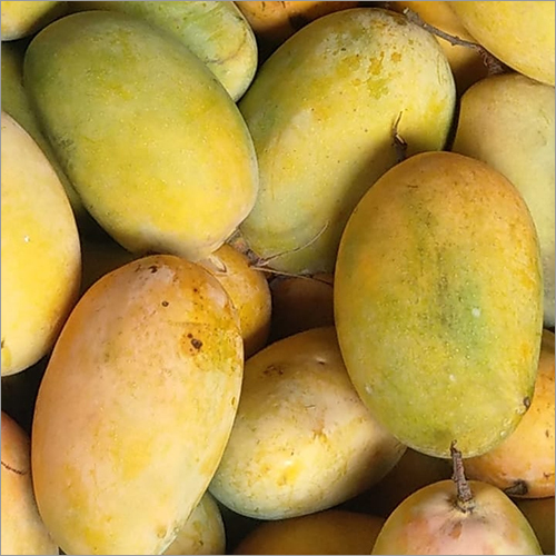 Yellow Fresh Mango