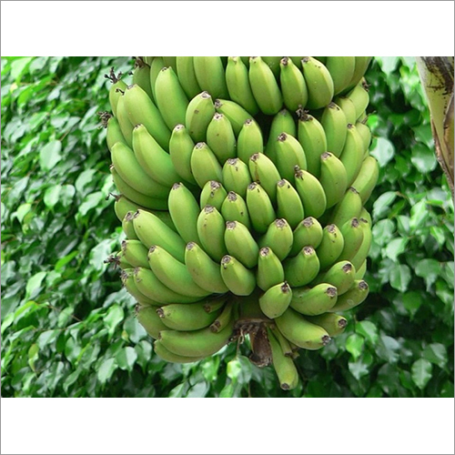 Green Fresh Banana