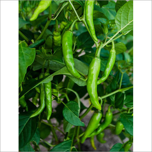 Fresh Green Chilli