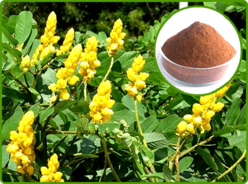 Cassia Angustifolia Extract Shelf Life: 12 Years