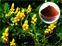 Cassia Angustifolia Extract