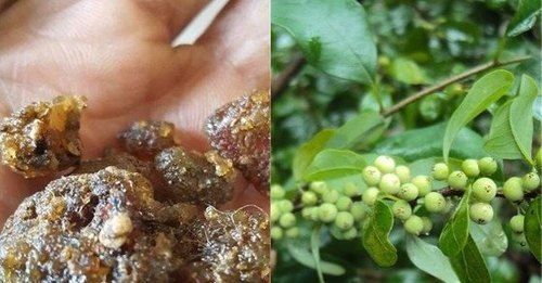 Commiphora Muku Extract Shelf Life: 12 Months