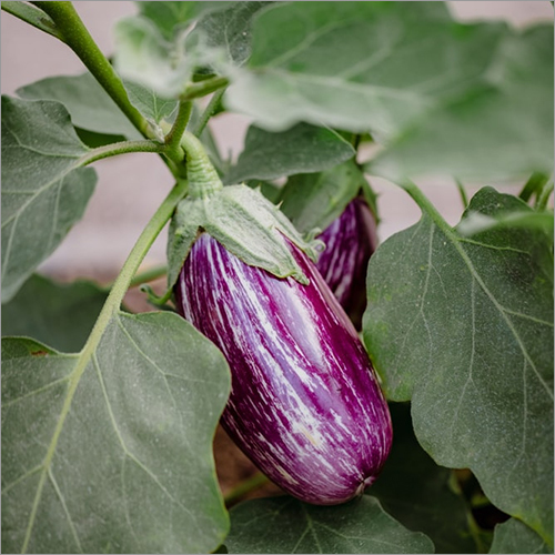 Fresh Organic Brinjal By ORIENT EXPORTS