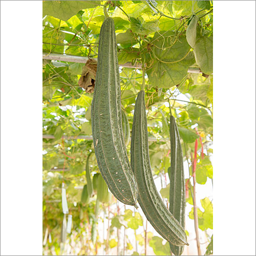 Fresh Organic Ridge Gourd