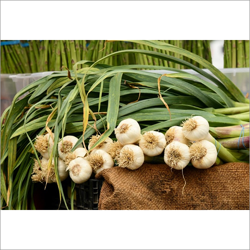 Fresh Organic Garlic