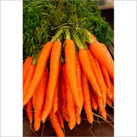 Fresh Organic Carrot