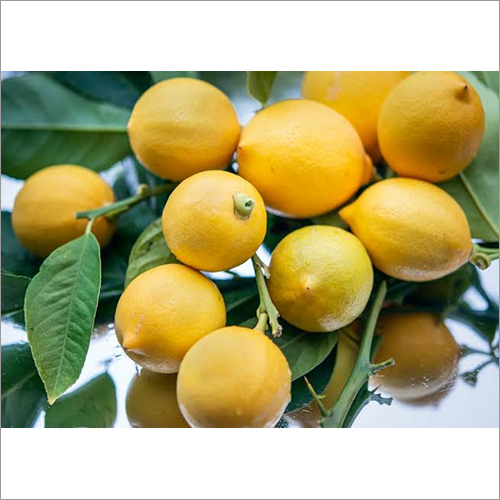 Fresh Organic Lemon By ORIENT EXPORTS