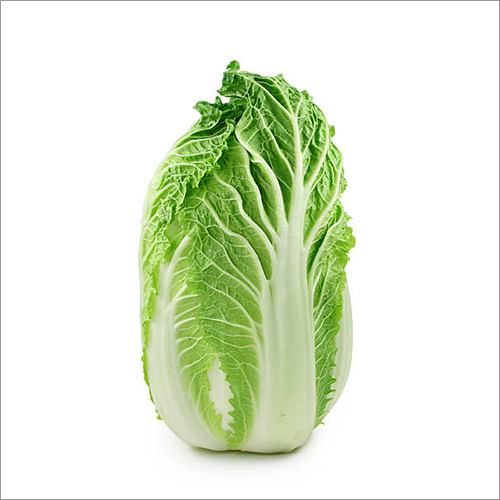 Fresh Organic Chinese Cabbage By ORIENT EXPORTS
