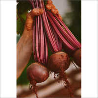 Fresh Organic Beetroot