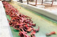 Chilli Stem Cutting Machine