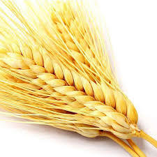 Wheat Protein Hydrolysate Efficacy: Promote Nutrition