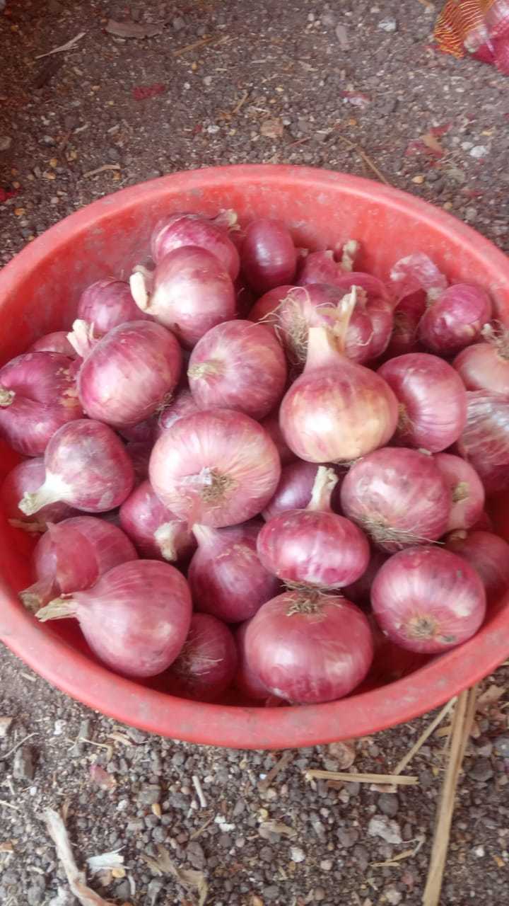 Fresh Red Onion