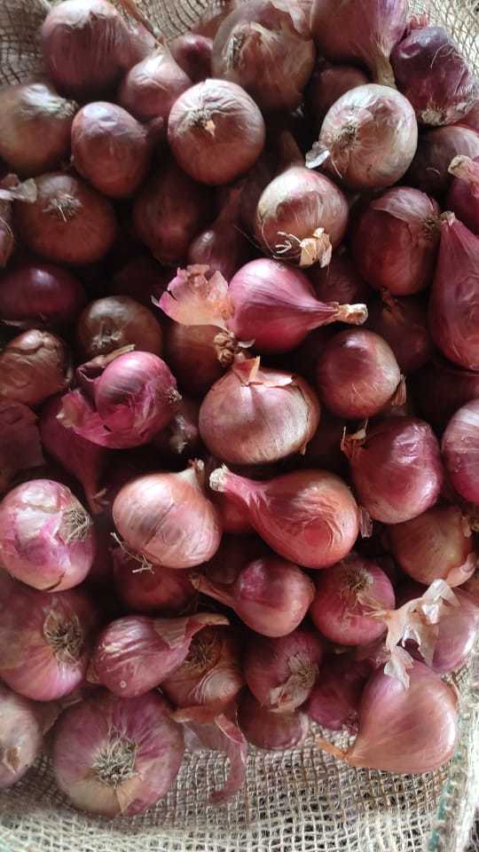 Fresh Red Onion