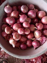 Fresh Red Onion