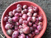 Fresh Red Onion