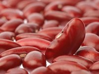 Fresh Red Kidney Beans