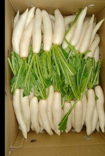 Fresh White Radish