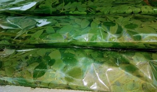 Moringa Leaves