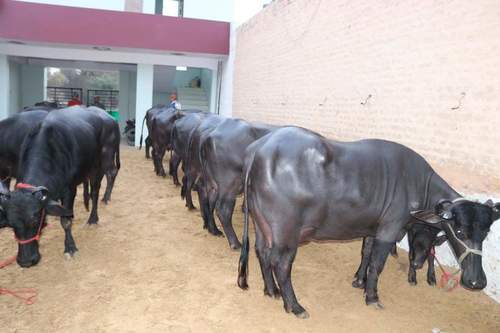 High Milking Murrah Buffalo