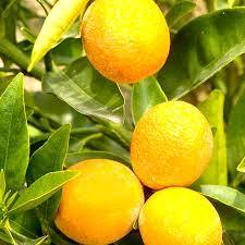 Bergamot Oil Natural Blend