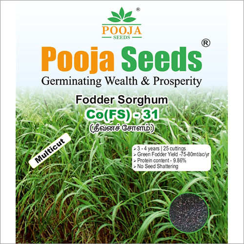 Co(FS)-31 Fodder Sorghum Seeds