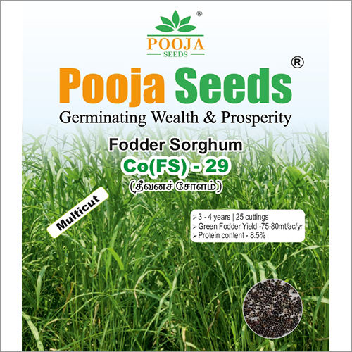 Co(FS)-29 Fodder Sorghum Seeds