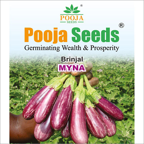 Myna Brinjal Seeds