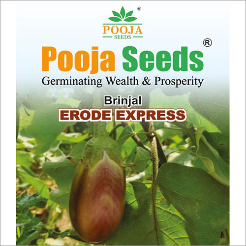 Erode Express Brinjal Seeds