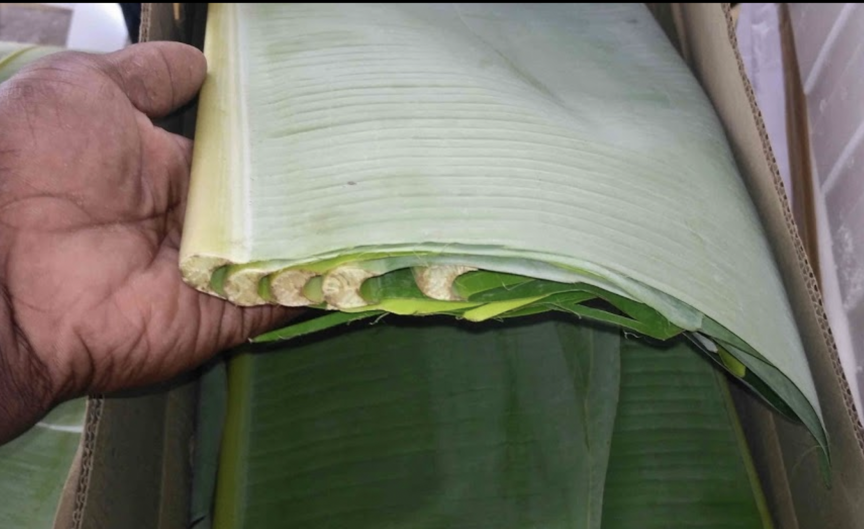 Green Banana Leaf