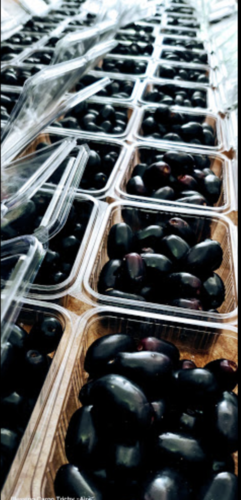 Jamun Fruit By YAZHINI EXIM PRIVATE LIMITED