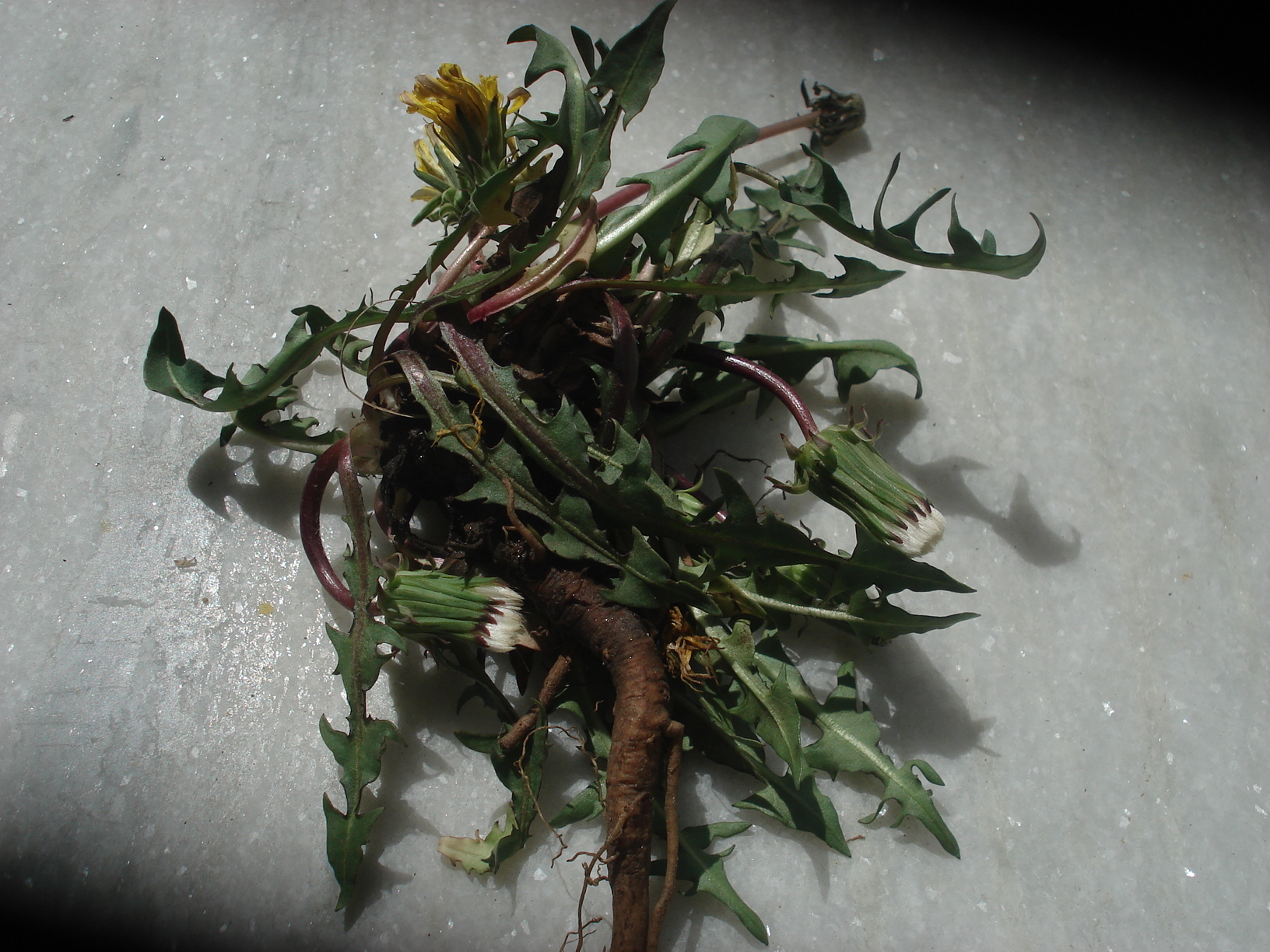 DANDELION LEAVES