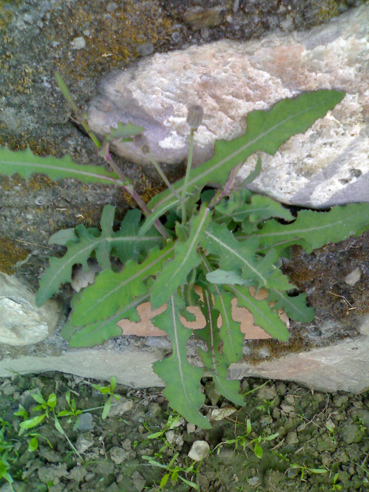 DANDELION LEAVES