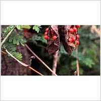 Abrus Precatorius - Cardboard Box, Small Round Red Seeds | Prevents Rabies, Treats Tetanus, Heals Sores, Manages Fever, Cough