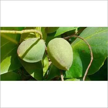 Terminalia Catappa Seeds