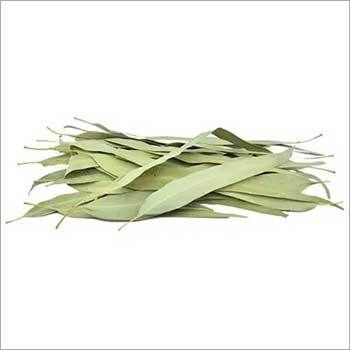 Eucalyptus  Leaves