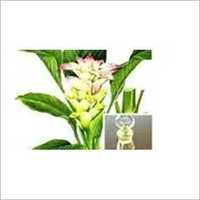 Calamus Oil - Steam Distillation Extraction | Fresh And Efficacious With Leakproof Glass Bottle, 2 Years Shelf Life