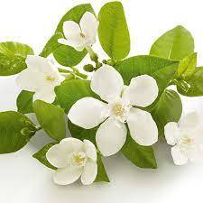 Neroli Natural Blend Oil