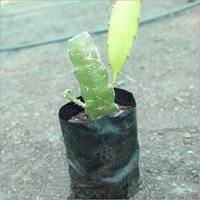 GDF Red Dragon Fruit Plant