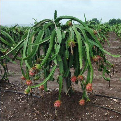 Red Dragon Fruit Plant