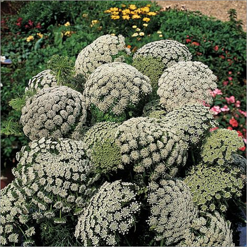 Ammi Visnaga Flower