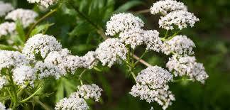 Valerian Natural Blend Oil