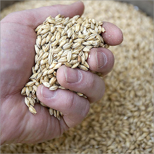 Natural Barley By AEC TRADING CO., LTD