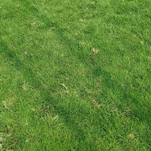 Selection Grass