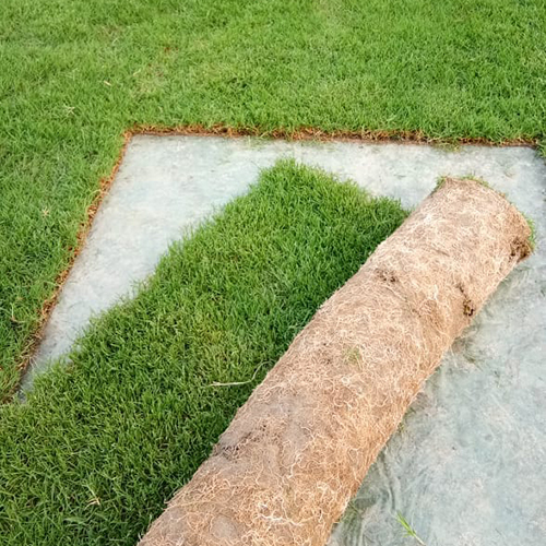 Natural Carpet Grass