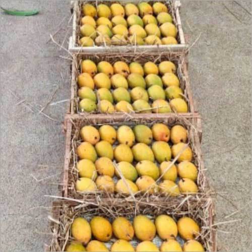 Yellow Ratnagiri Hapus Mango