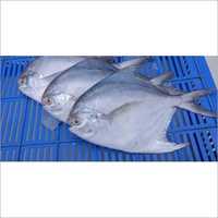 Fresh Pomfret Fish - Variable Weight, Ice Packaging | Delicious, Fresh, High Quality, Nutritious, Sustainable, Wholesome